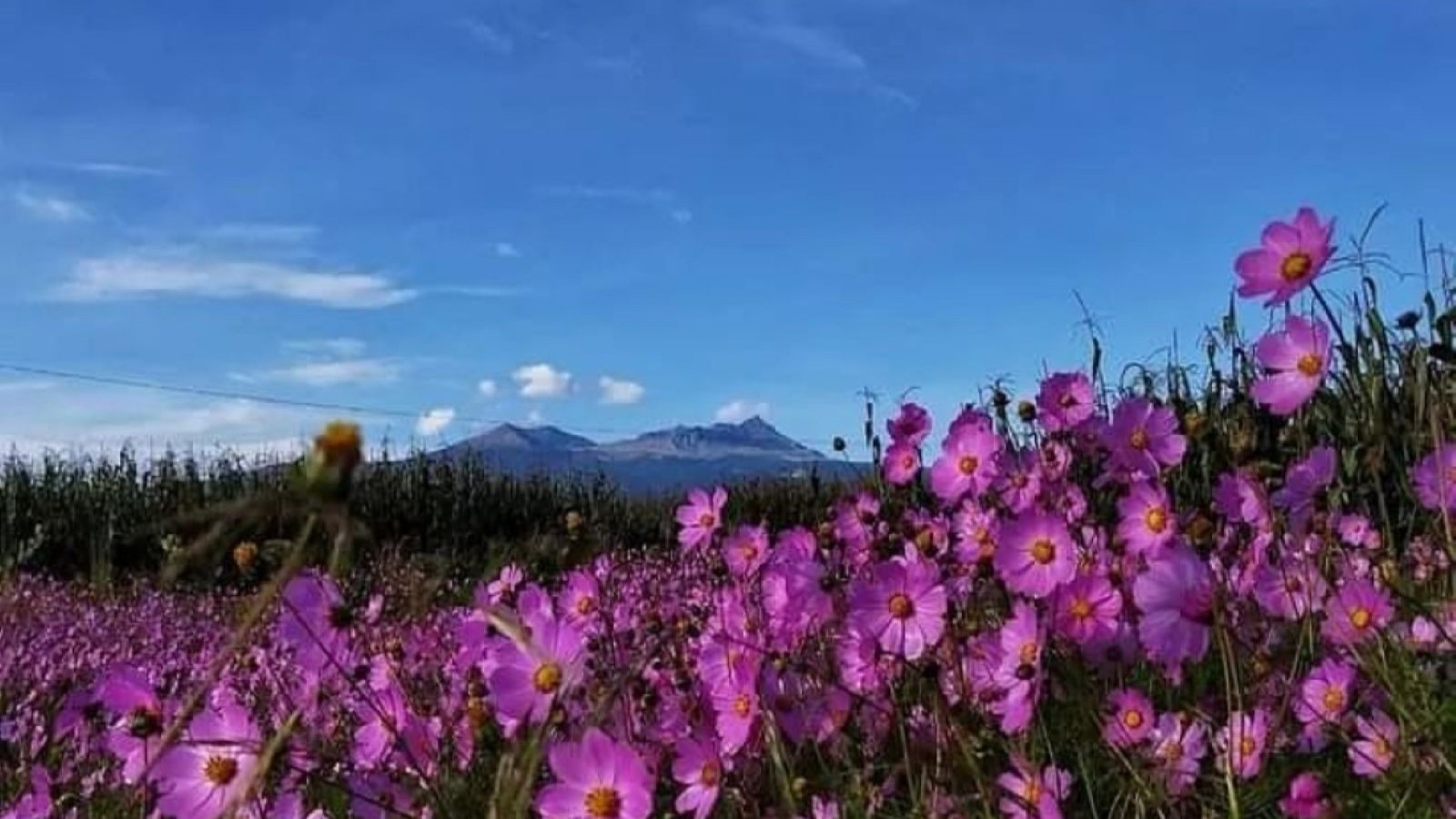 Campo de flores