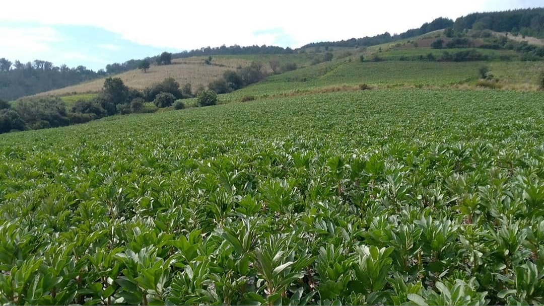 Vistas de campo